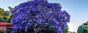 Blue Flowering Trees