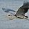 Blue Heron Bird Flying