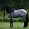 Blue Roan Andalusian