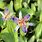 Blue Toad Lily