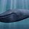 Blue Whale Biggest Animal Ever
