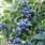 Bluecrop Blueberry Plants
