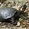 Bog Turtle Images