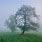 Bomen in De Mist