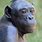 Bonobo Face