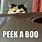 Boo Cat Meme
