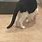 Bow Legged Cat
