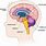 Brain Anatomy Memory