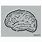 Brain Stencil