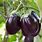 Brinjal Eggplant