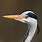 British Heron Bird