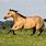 Buckskin Irish Sport Horse