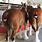 Budweiser Clydesdales Tails