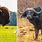 Buffalo V Bison