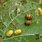 Bugs On Bean Plants