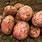 Bulk Seed Potatoes