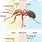 Bullet Ant Anatomy