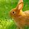 Bunny Rabbit Background