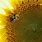 Busy Bee Sunflower