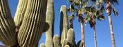 Cactus That Looks Like a Palm Tree