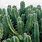 Cactus Tree Plant