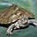 Cagle's Map Turtle