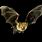 California Bats Species