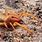 Camel Spider Fangs