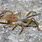 Camel Spider New Mexico