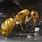 Camponotus Fragilis