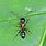 Camponotus Nearcticus
