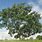 Caoba Tree