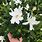Cape Jasmine Gardenia Plant