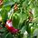 Capsicum Pepper Plant