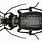 Carabus Beetle
