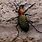 Carabus Elysii