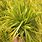 Carex Pics