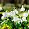 Carnation Snowdrop Flower