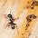 Carpenter Ants In-House