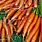 Carrot Stock-Photo