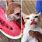 Cat Eat Watermelon Meme