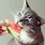 Cat Eating Fruit
