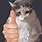 Cat Giving Thumbs Up Meme