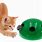 Cat Play and Toys