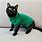 Cat Sweater Guy