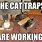 Cat Traps Funny