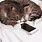 Cat Using Phone