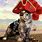 Cat a Pirate