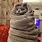Cat in Blanket Meme