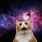 Cat in Space Image